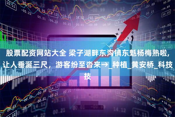 股票配资网站大全 梁子湖畔东沟镇东魁杨梅熟啦,让人垂涎三尺，游客纷至沓来→_种植_黄安桥_科技